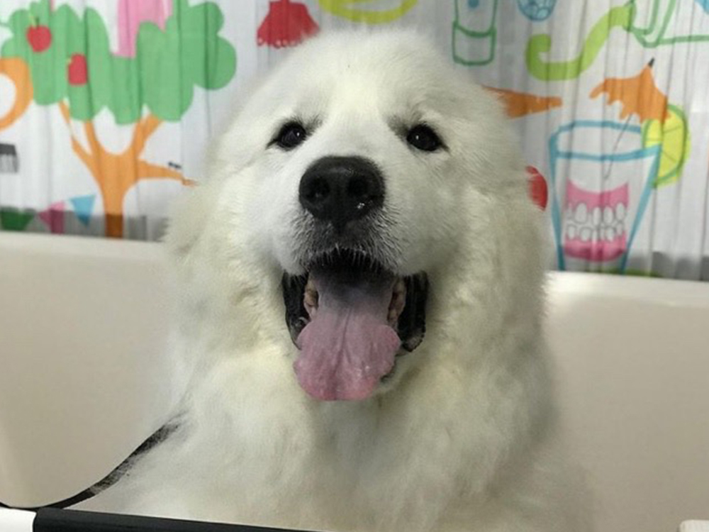 超大型犬のグルーミングもお任せください