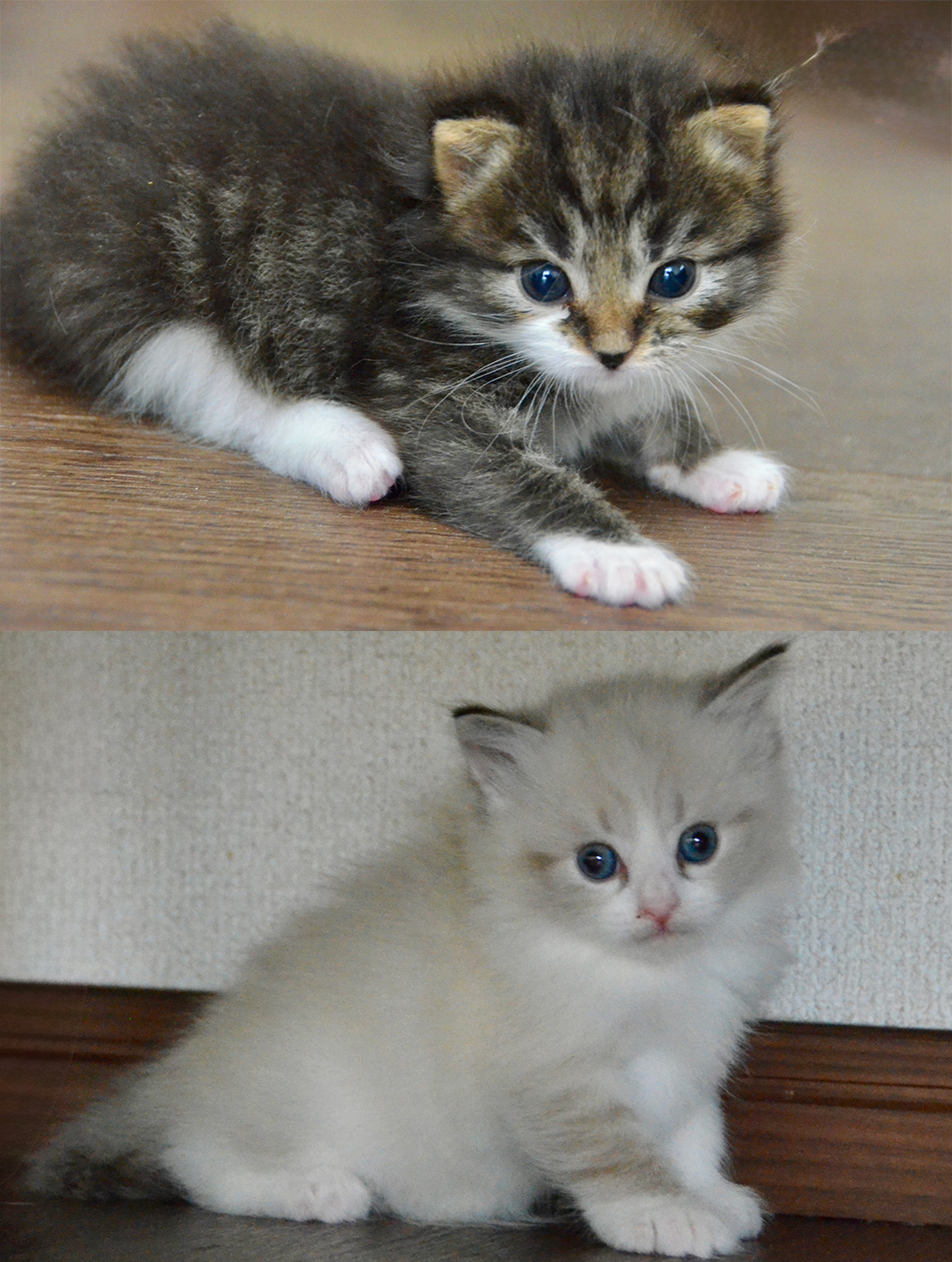 エバとギジバス君の子猫が２０２６年７月１６日に生まれました。ご予約受付中です。