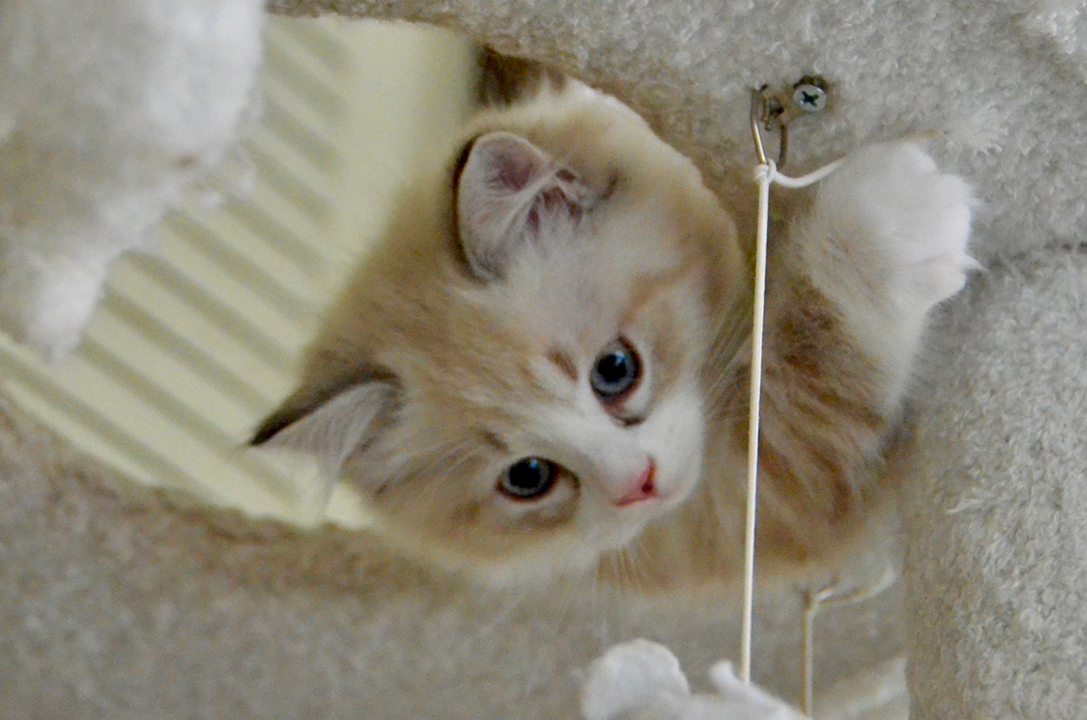 現在、お譲り出来る仔猫は、おりません。しばらくお待ちください