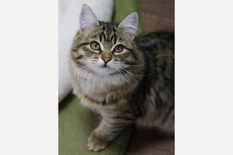 Dainah（ダイナ）