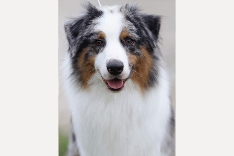 Merlin（マーリン）