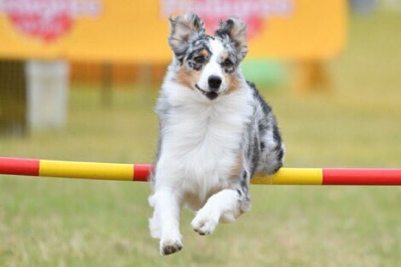 どのような飼い主にむいているか