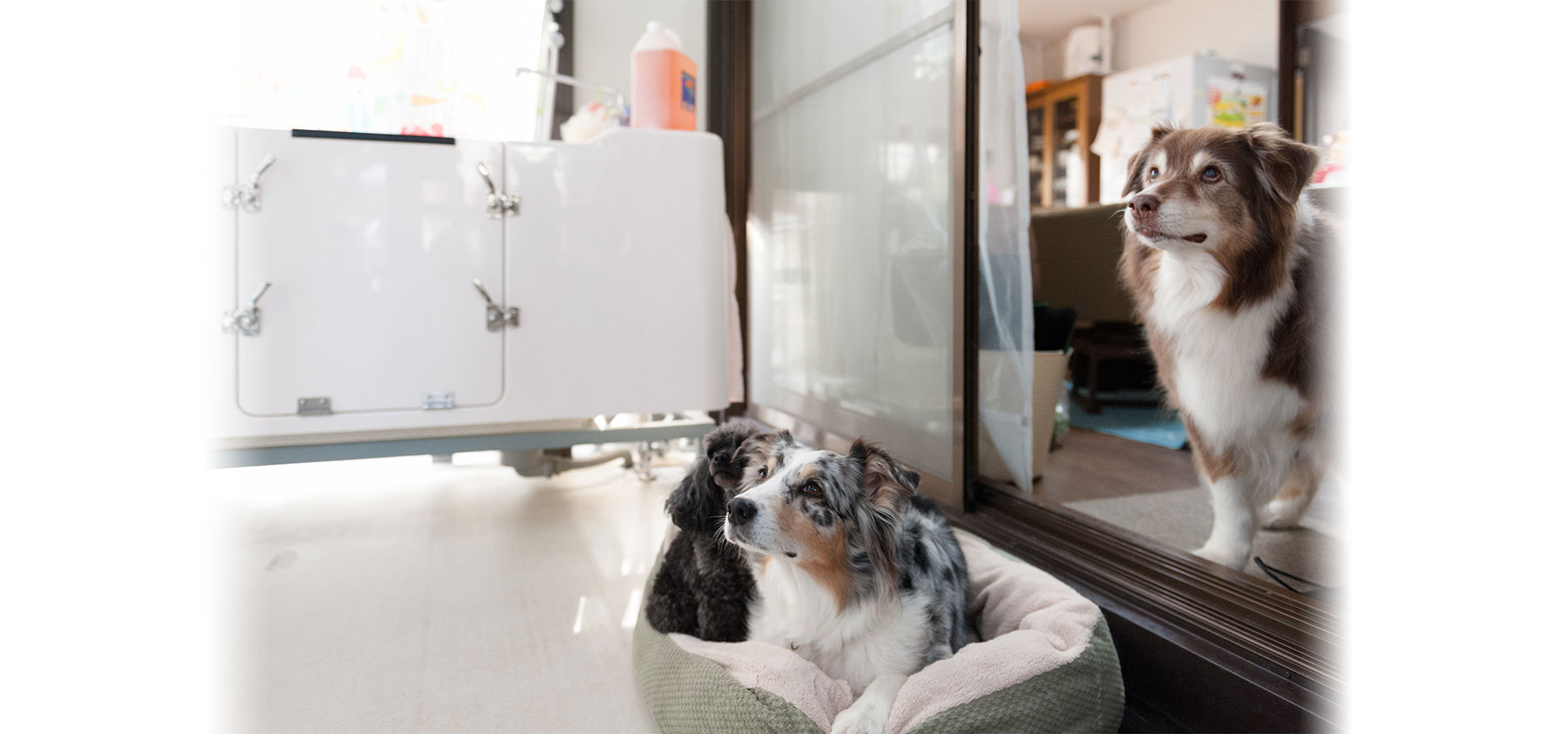 トリミングハウス はるみん