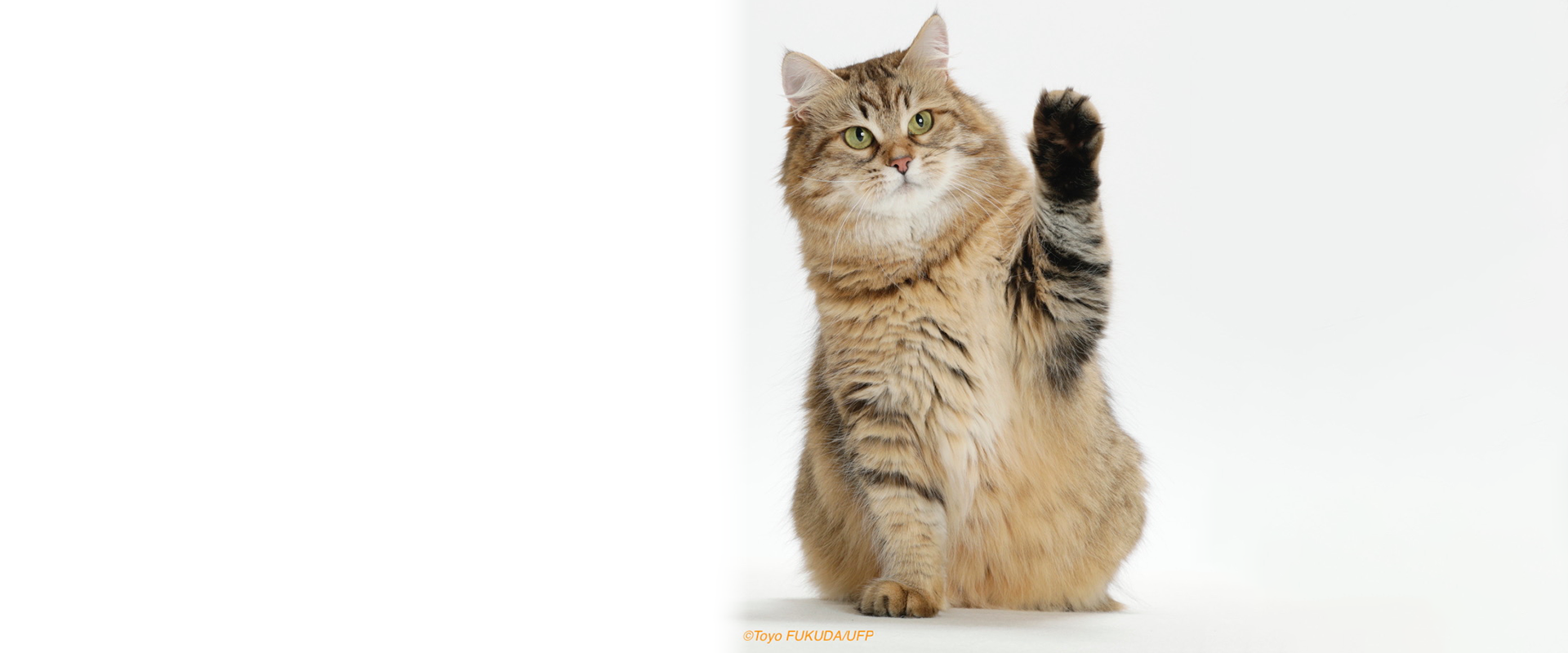 Miracle Bell Kennel ＆ HAPPINESSEARS