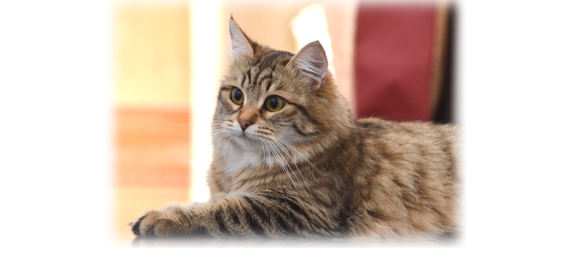 トリミングハウス はるみん