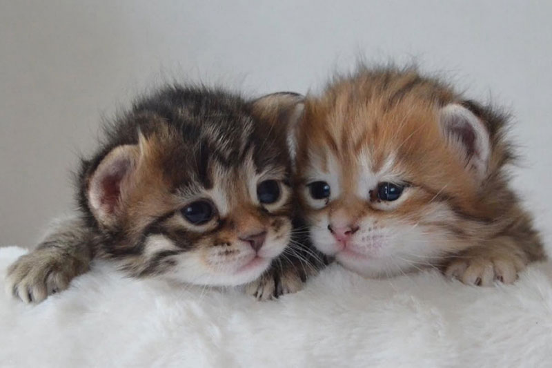 現在、お譲り出来る仔猫は、おりません。しばらくお待ちください。