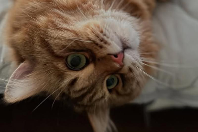 どのような飼い主にむいているか