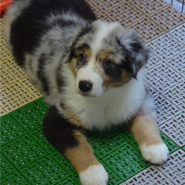 仔犬・仔猫紹介