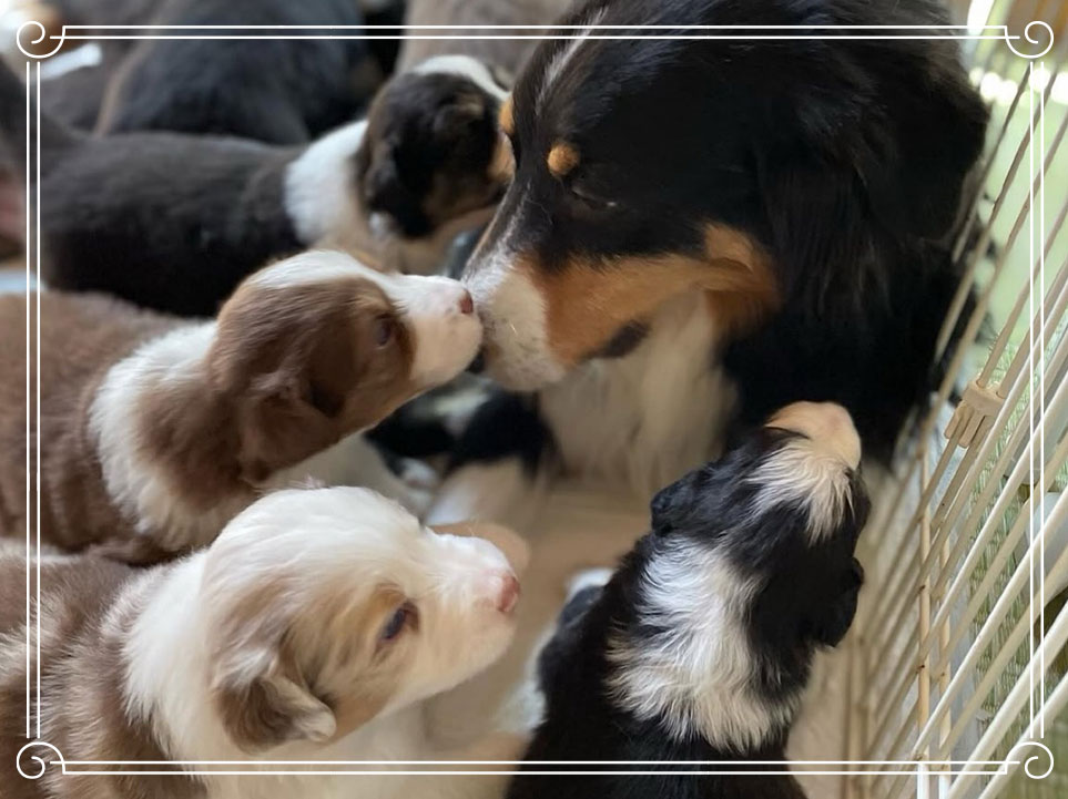 譲渡までの流れ