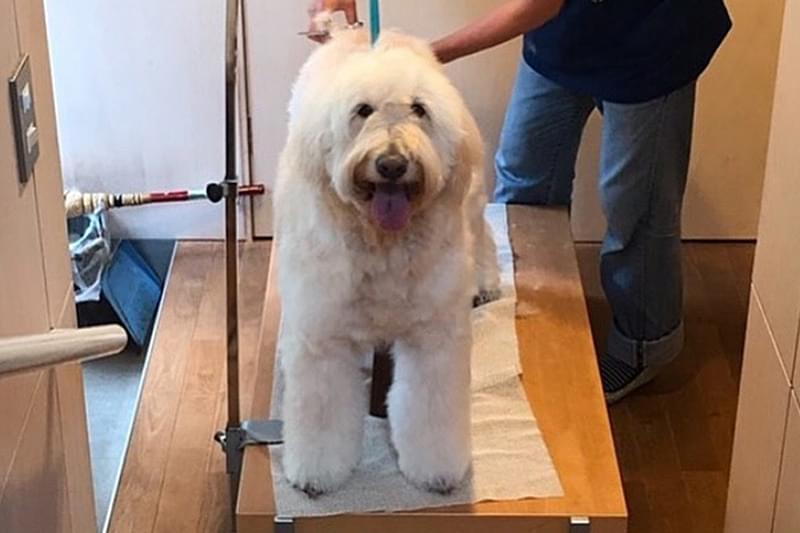 超大型犬のグルーミングもお任せください